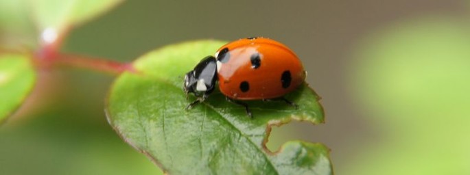 Marienkäfer